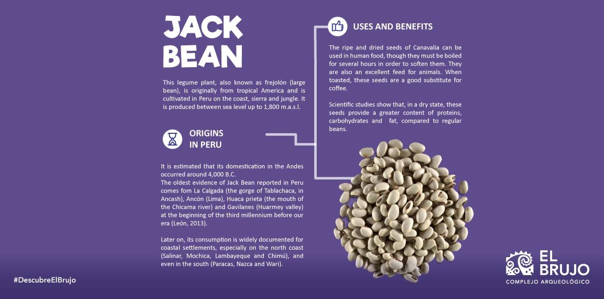 Jack bean